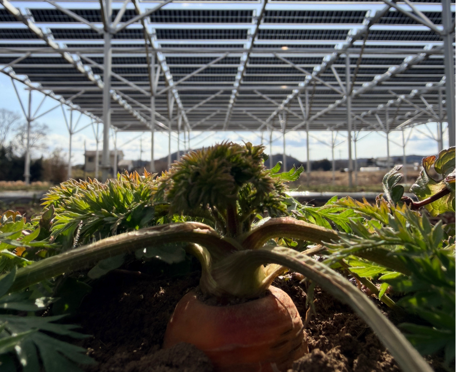 Image: Carrots growing under shade of solar panels at Mito Hollyhock’s solar sharing project. Photo credit: Sport Positive